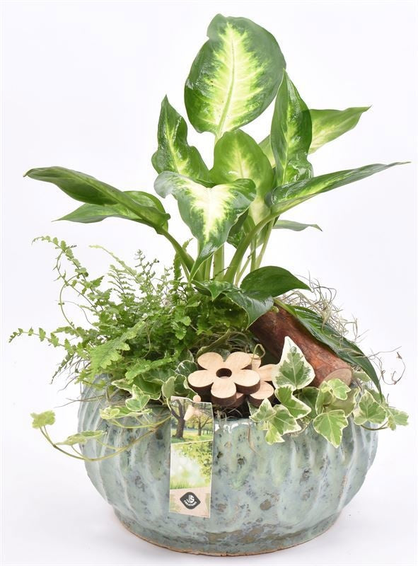 Indoor arrangement 19cm Pot