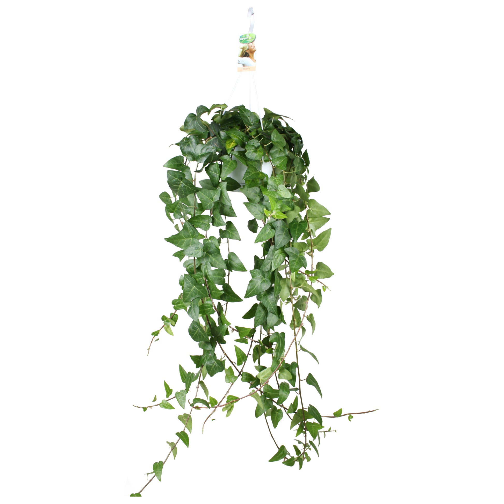 Hedera helix Mein Herz 17cm Pot