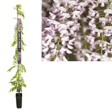 wisteria-floribunda-rosea-210cm-23cm-pot
