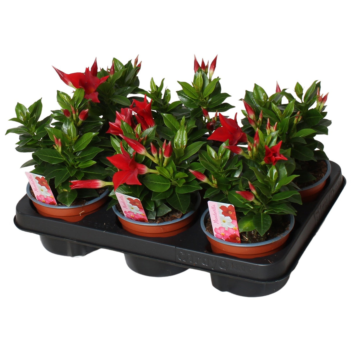 Mandevilla Rio Deep Red 20cm 12cm Pot