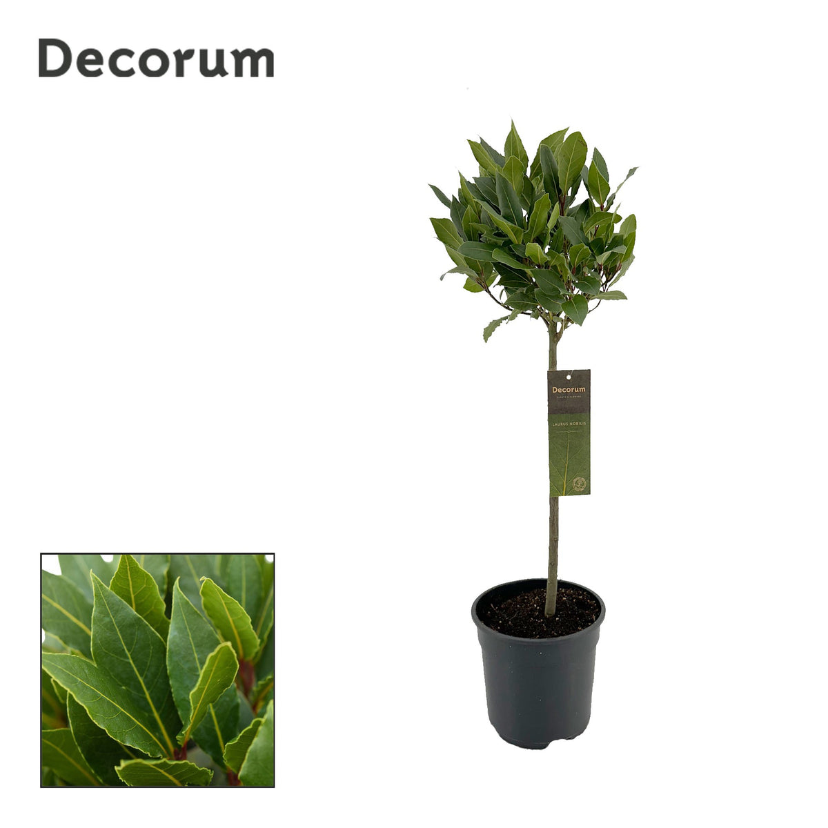 Laurus nobilis 70cm 20cm Pot