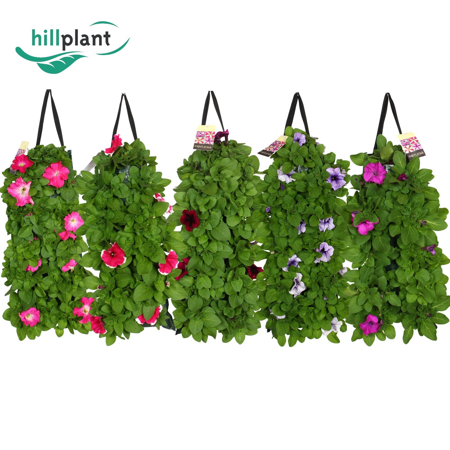 Petunia Hybrid 50cm 25cm Pot