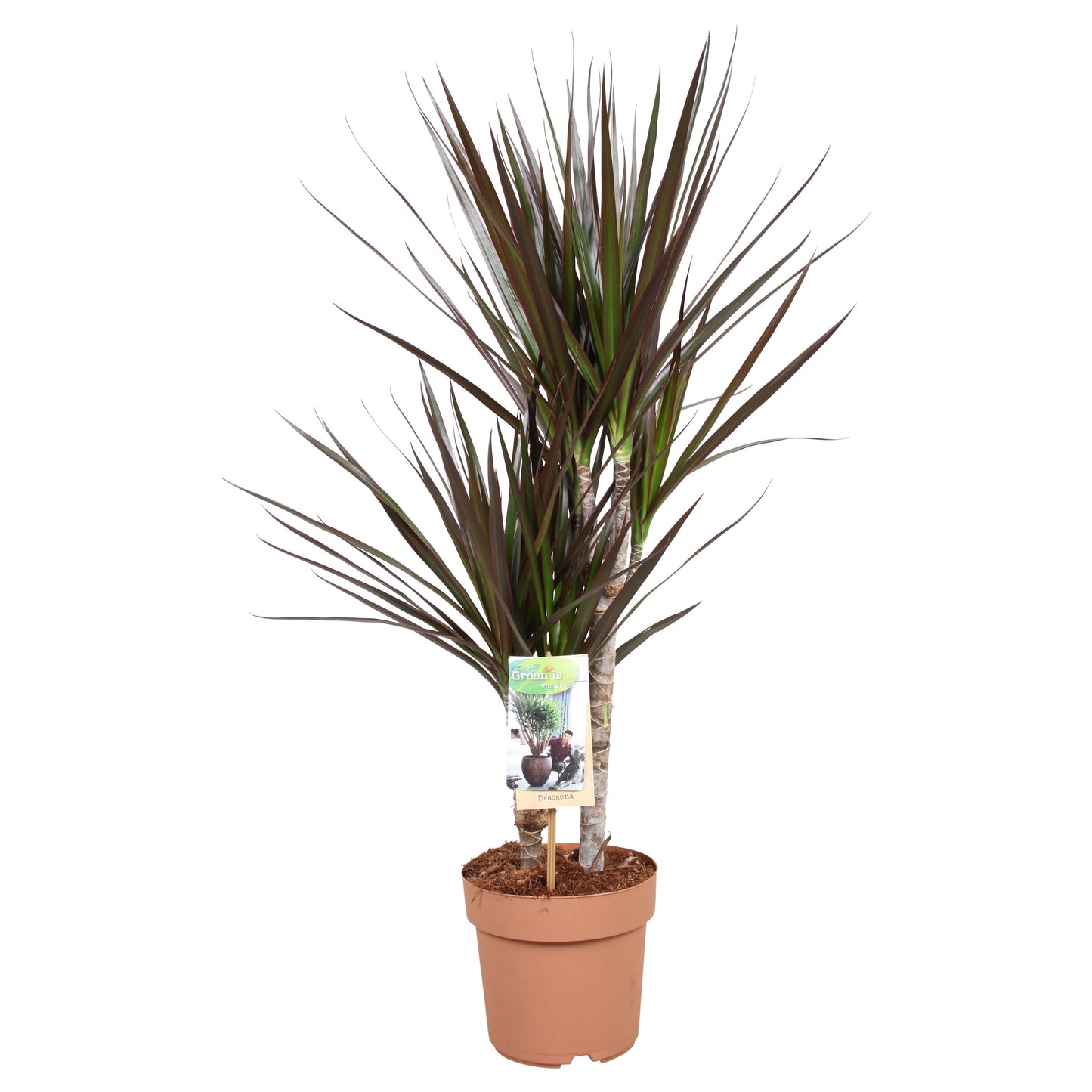 Vireo-Hedera plant BV Dracaena Magenta Pack of 1