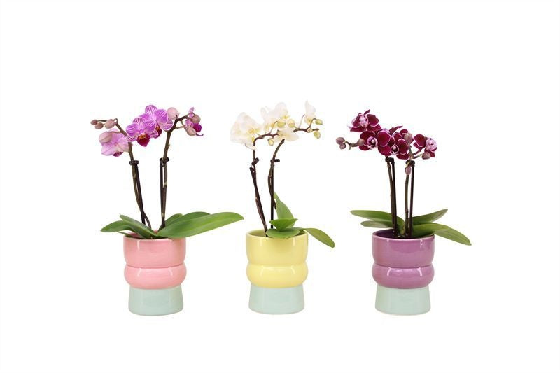 Phalaenopsis arrangement 17cm 6cm Pot