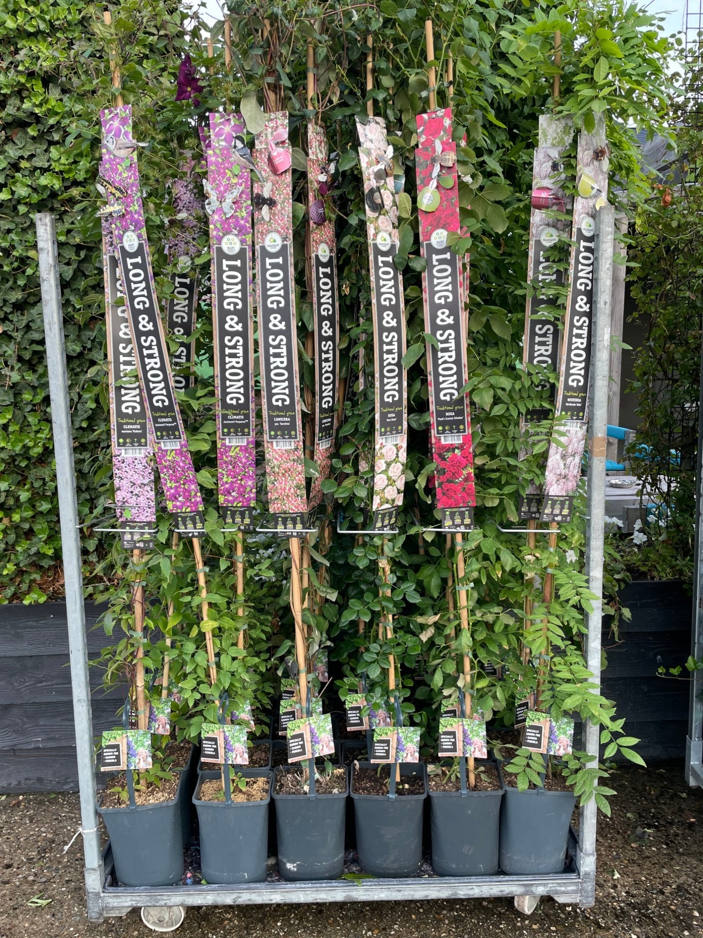 Clematis hybrid mix 210cm 23cm Pot