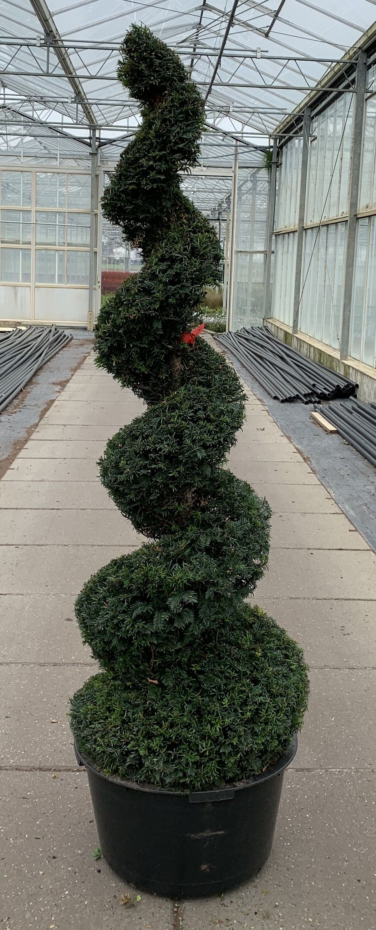 Taxus baccata 180cm 65cm Pot