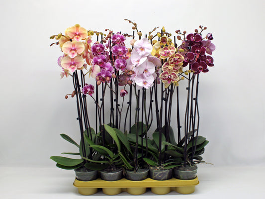 Phalaenopsis mix 10 colors 65cm 12cm Pot