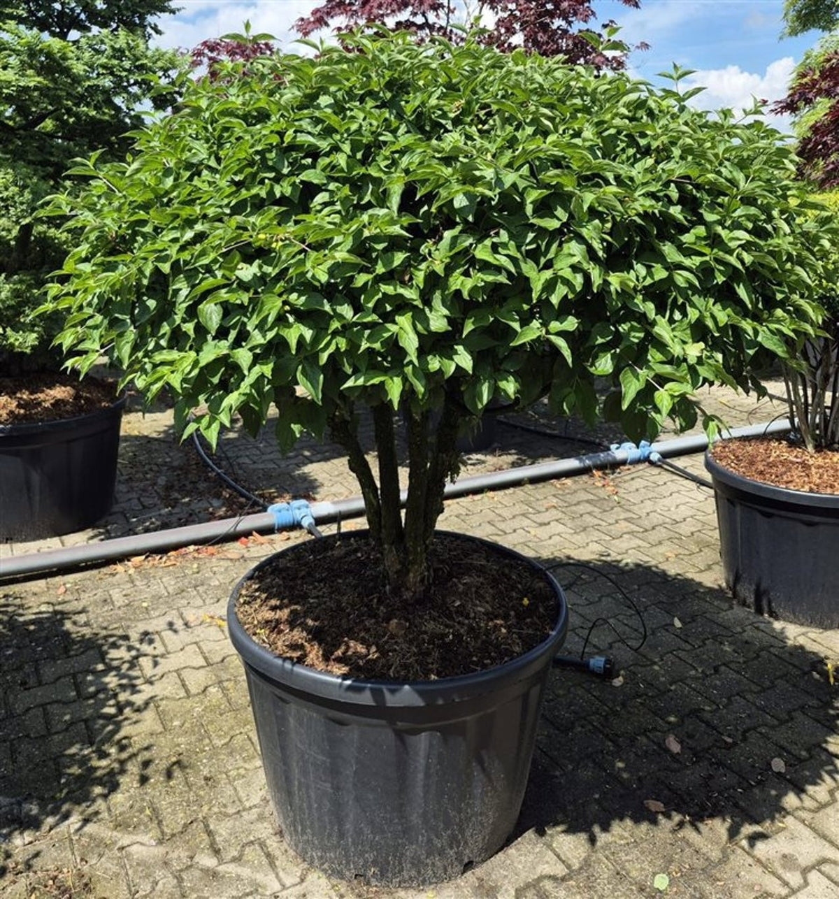 Cornus mas 200cm 80cm Pot