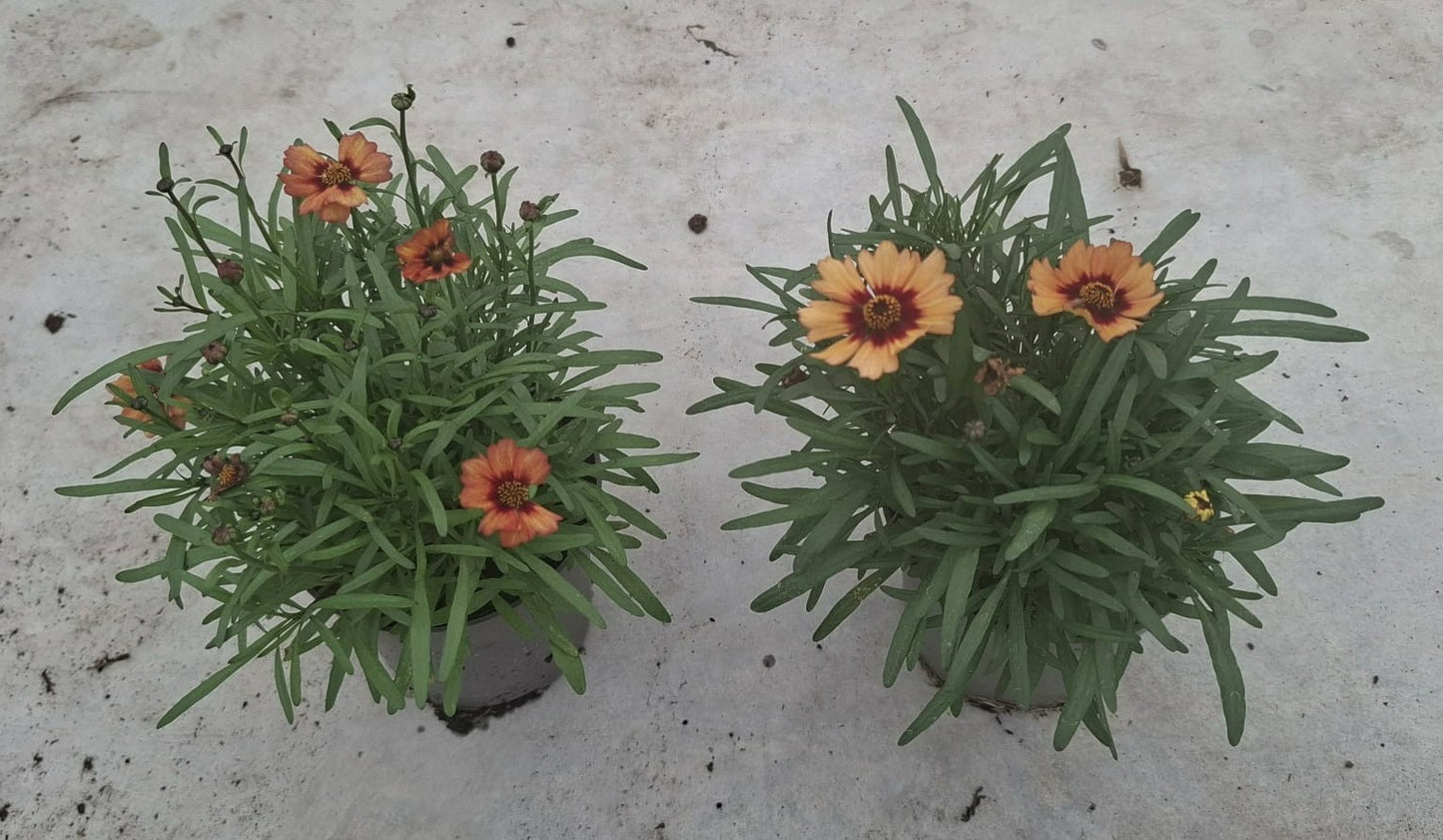 Coreopsis ver. Corleone Gold 20cm 510cm Pot
