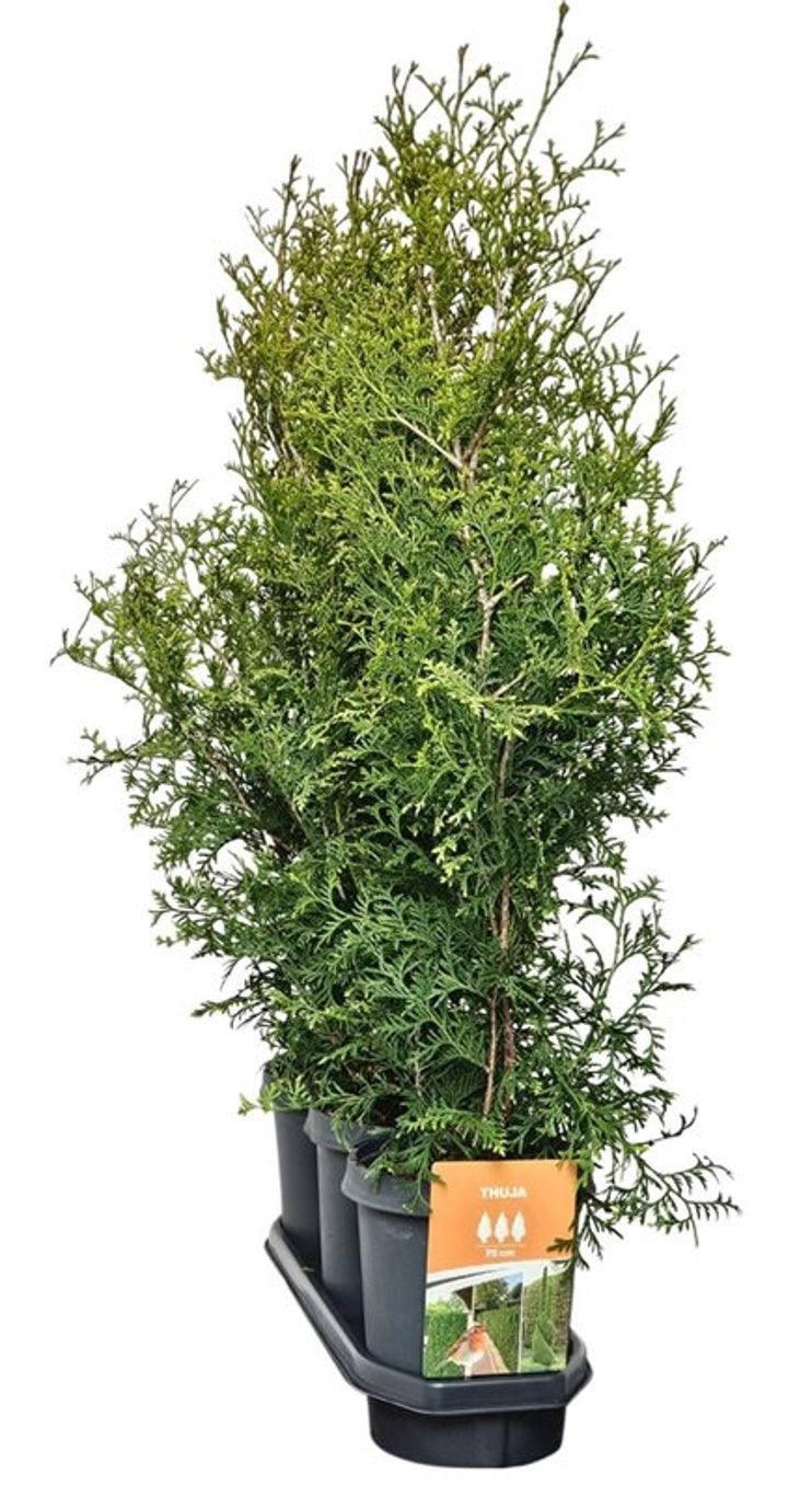 Thuja occidentalis Brabant 90cm 21cm Pot