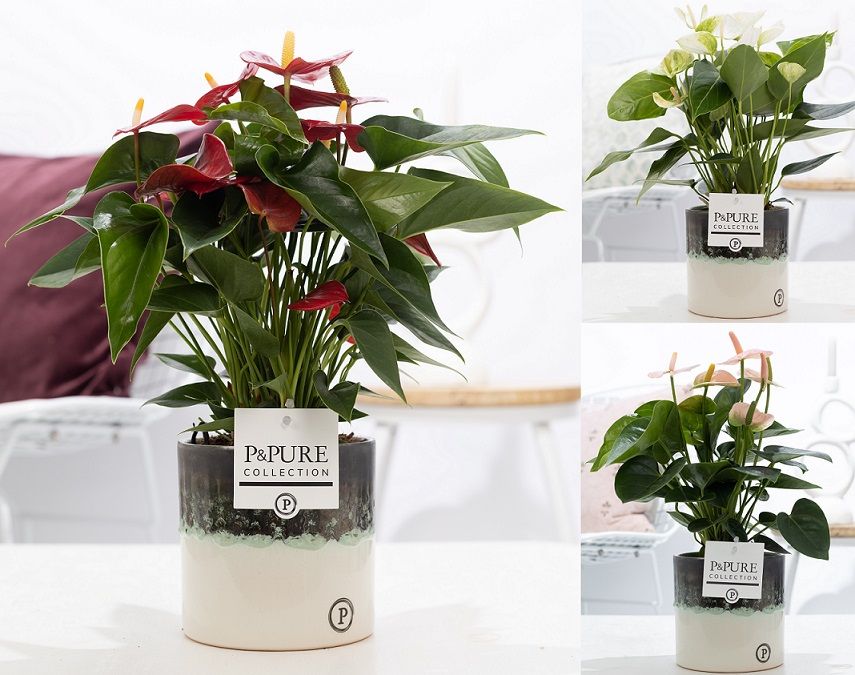 Anthurium mix 45cm 12cm Pot