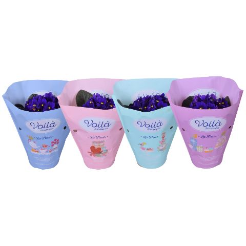 Saintpaulia blue 20cm 12cm Pot