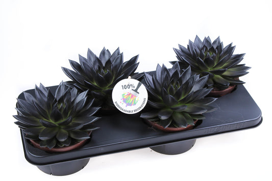 Euro Cactus Holland Bv Rainbow deep black Pack of 4