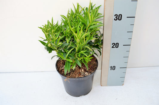 Sarcococca hook. Saligna 20cm 17cm Pot