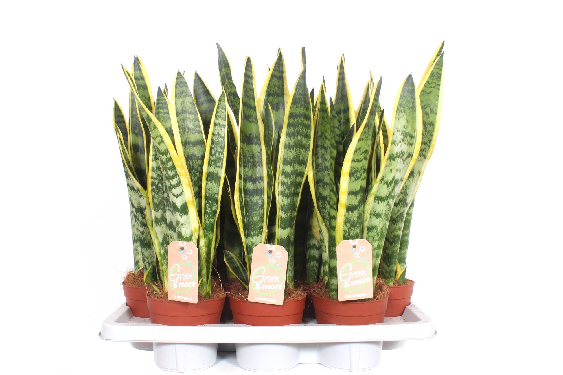 Sansevieria Laurentii 55cm 14cm Pot