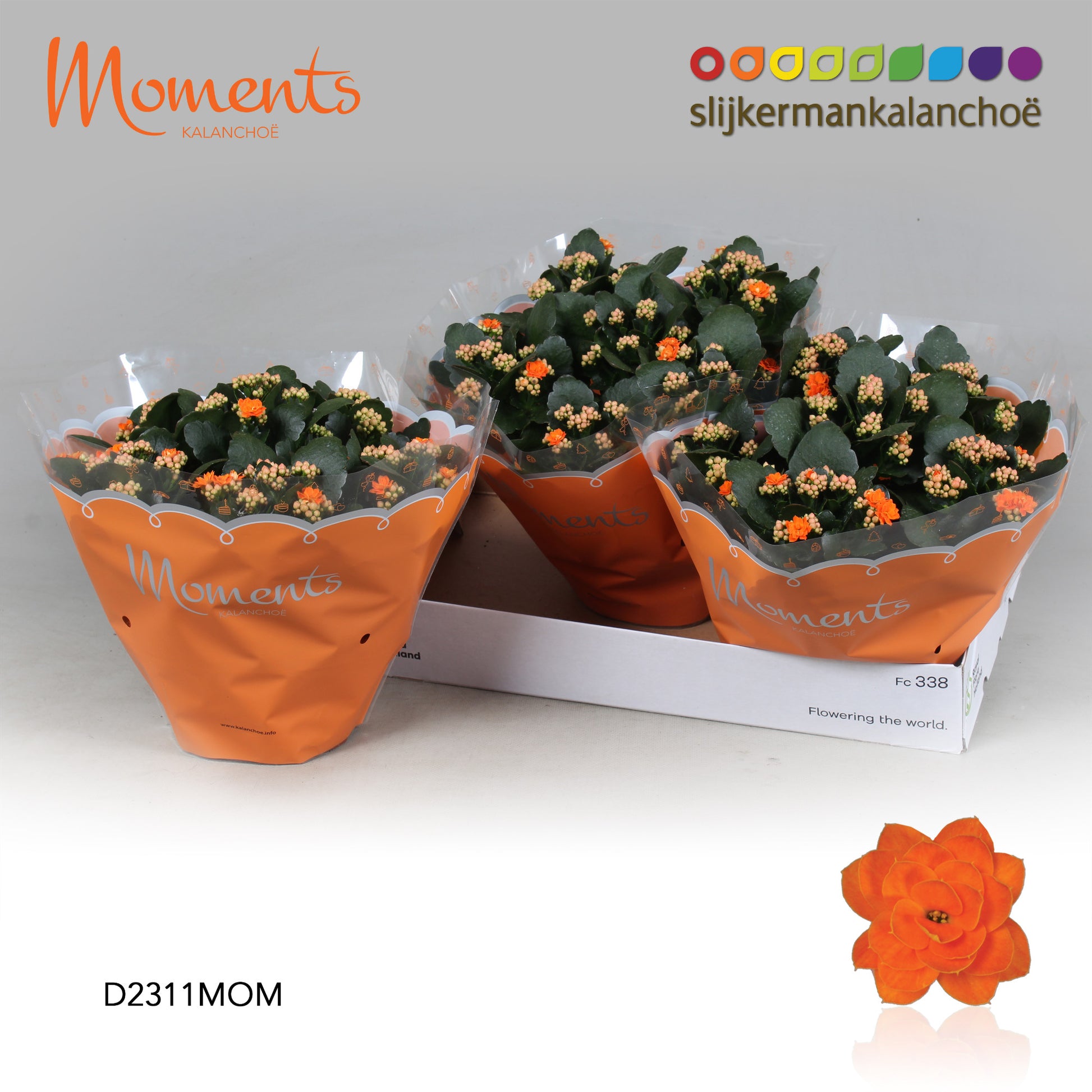 SlijkermanKalanchoe Kalanchoe Sumo Orange Pack of 3