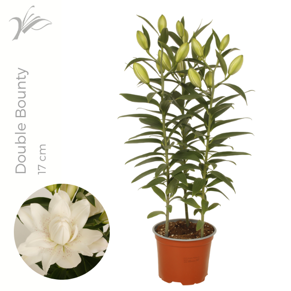 Lilium or. Sunny Double Bounty 60cm 17cm Pot