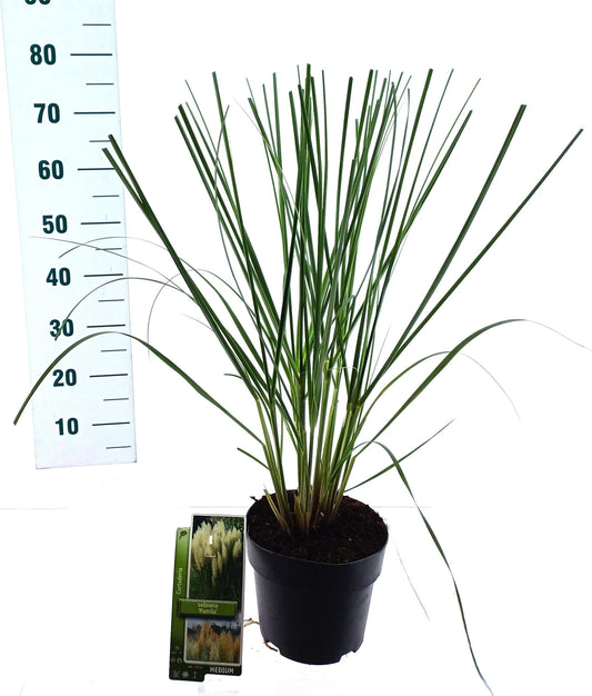 Cortaderia sellona Pumila 75cm 19cm Pot