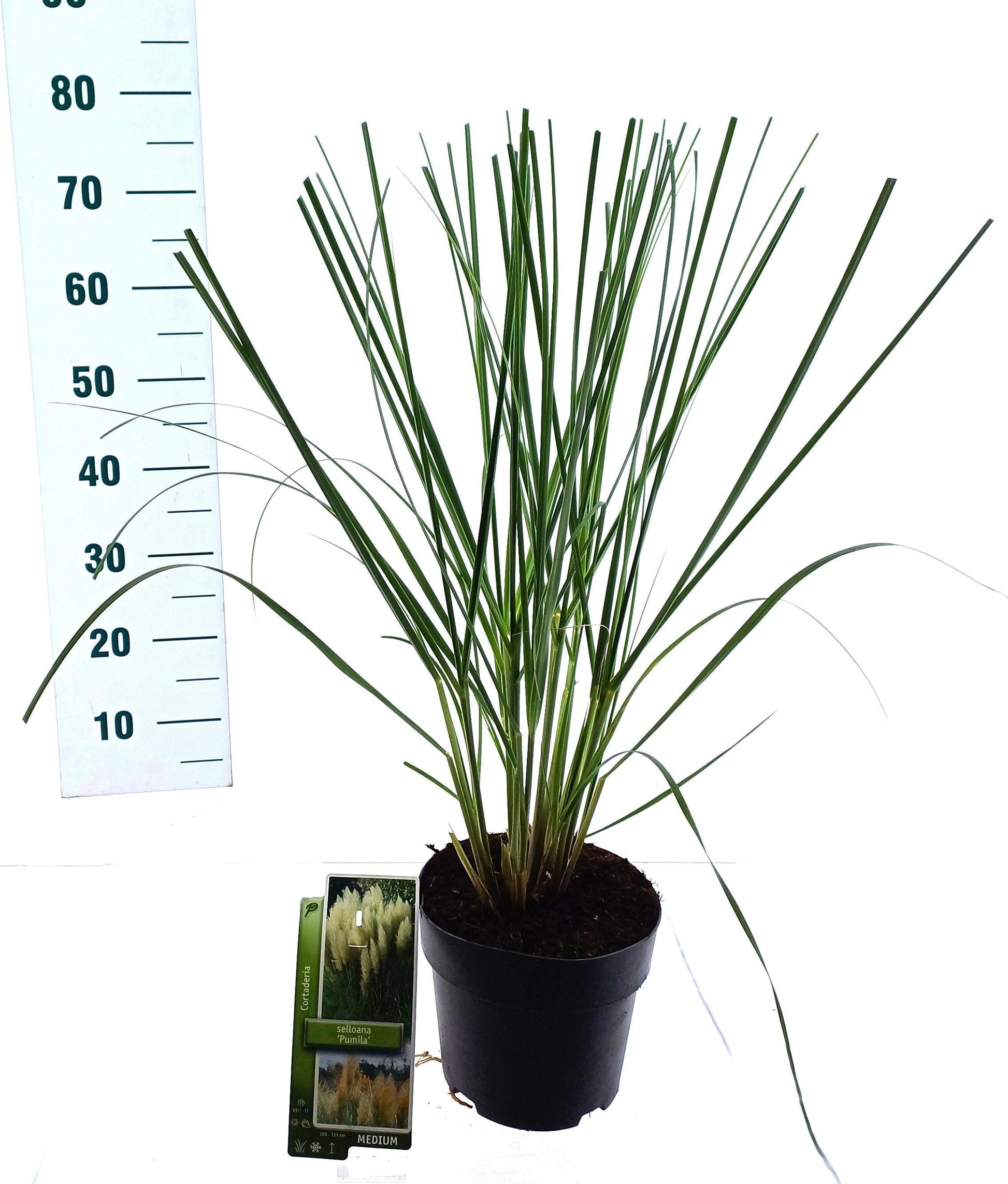 Cortaderia sellona Pumila 75cm 19cm Pot