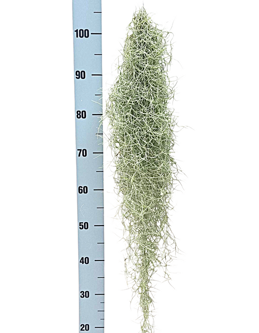 Tillandsia usneoides 80cm 7cm Pot
