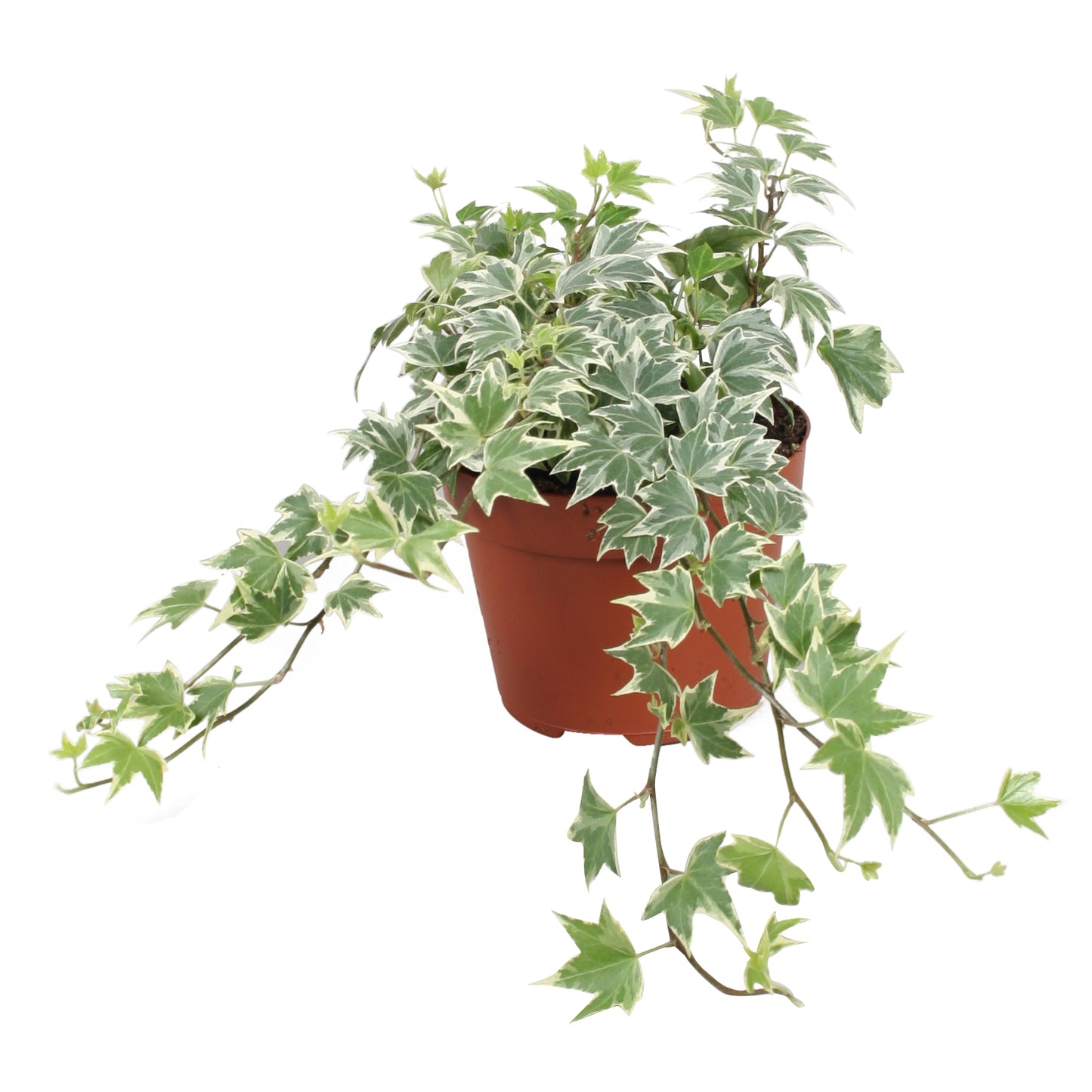 Vireo-Hedera plant BV Hedera helix White Ripple Pack of 8