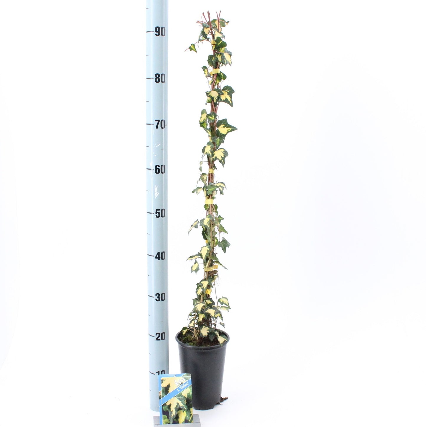 Hedera helix Goldheart 14cm Pot