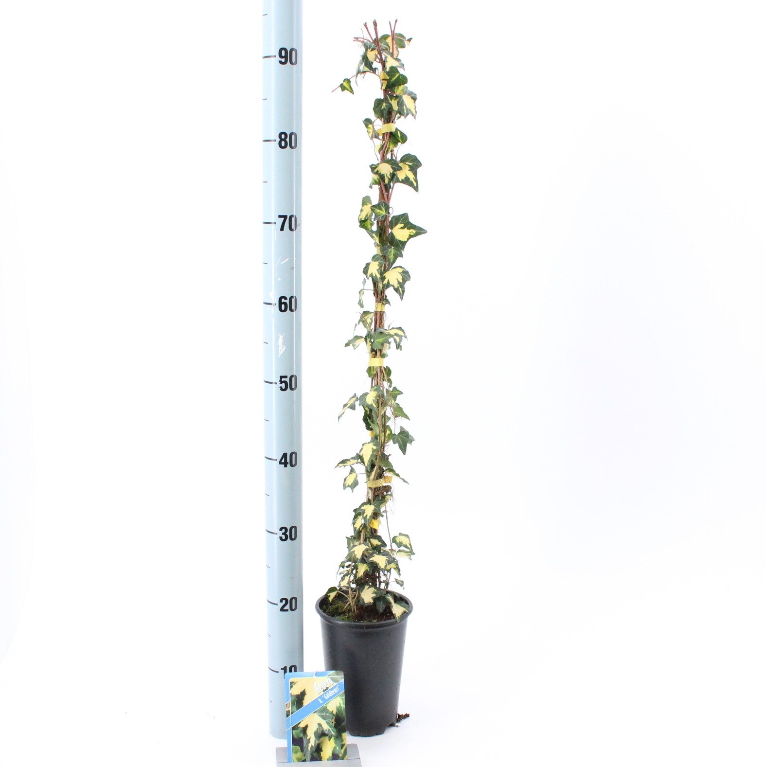 Hedera helix Goldheart 14cm Pot