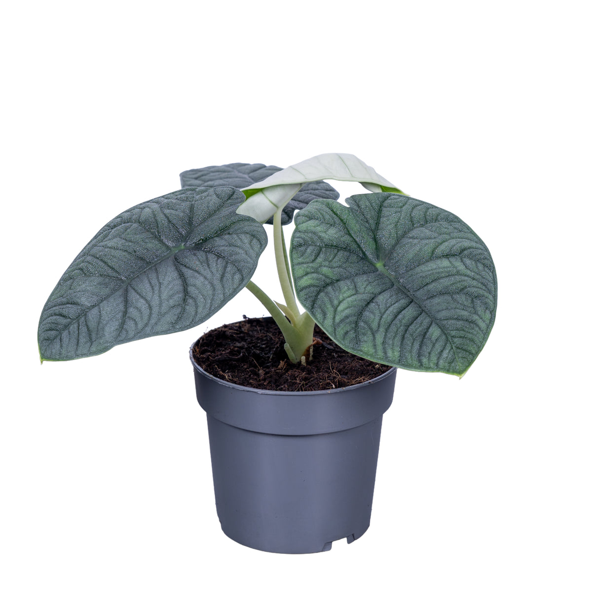 Alocasia Melo 35cm 14cm Pot