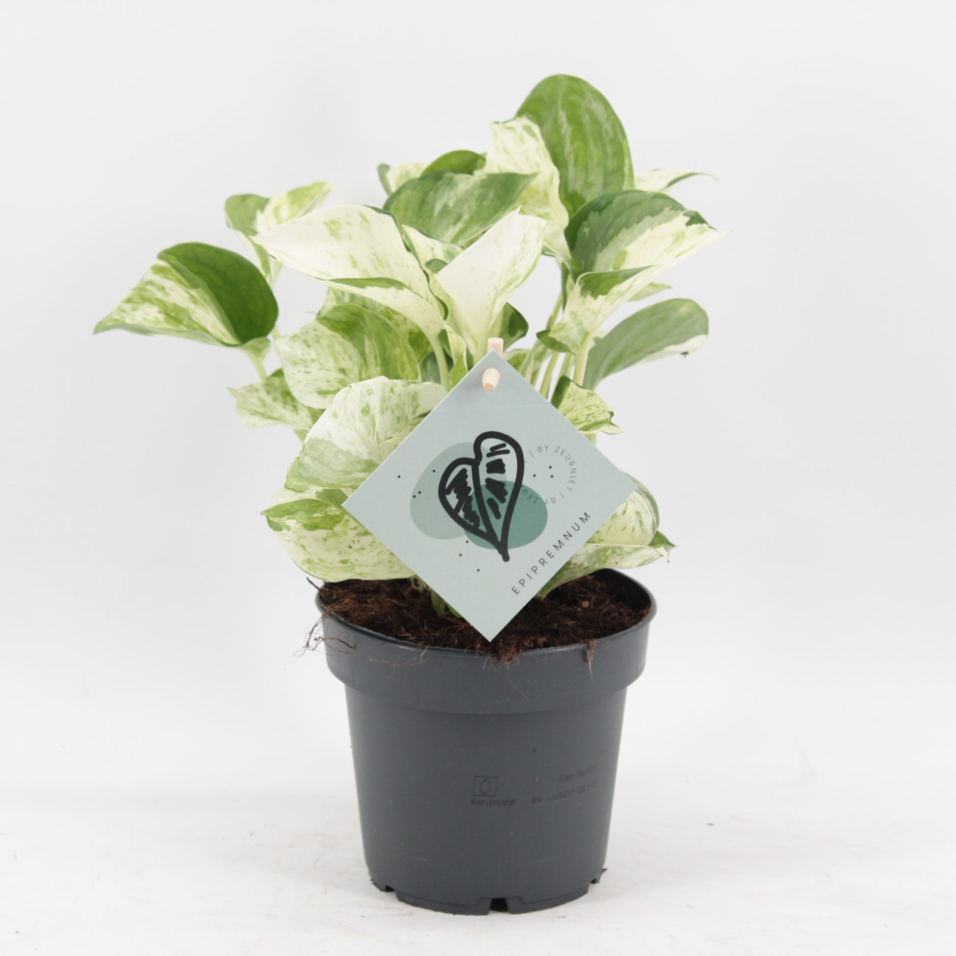 Zeur Niet, kwekerij Epipremnum pinnatum Manjula Pack of 10