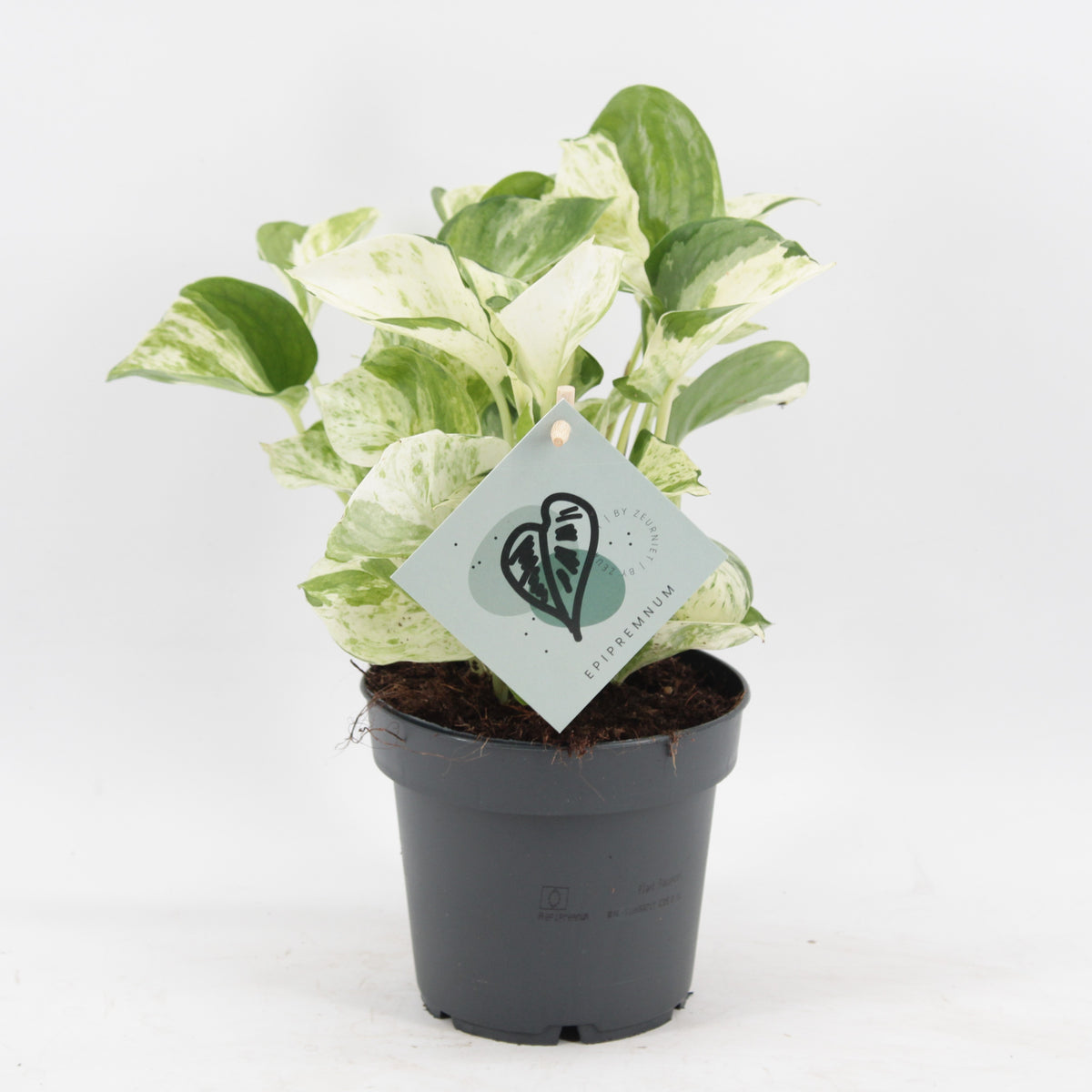 Epipremnum pinnatum Manjula 25cm 12cm Pot
