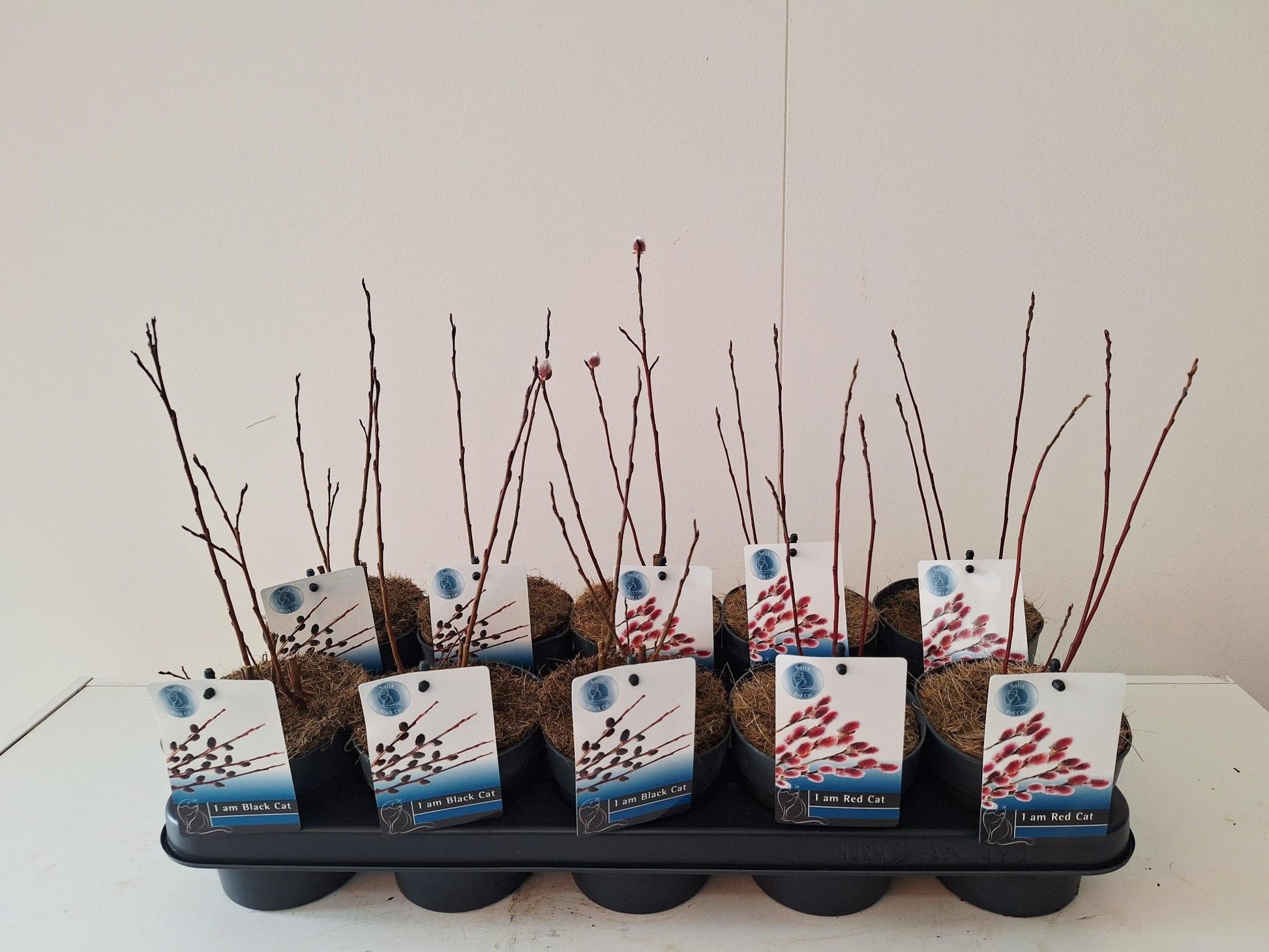 Salix alba mix 30cm 12cm Pot