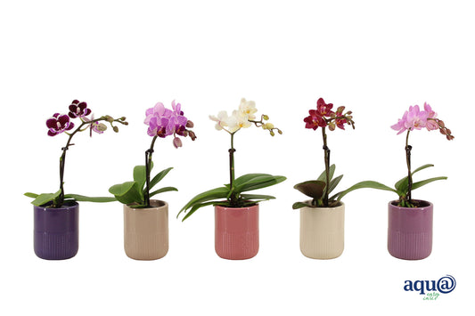 Phalaenopsis hybrid 17cm 6cm Pot