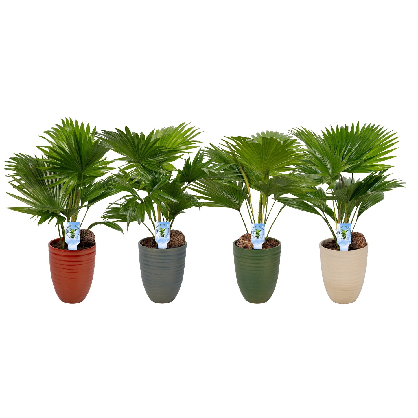 Livistona rotundifolia 50cm 14cm Pot