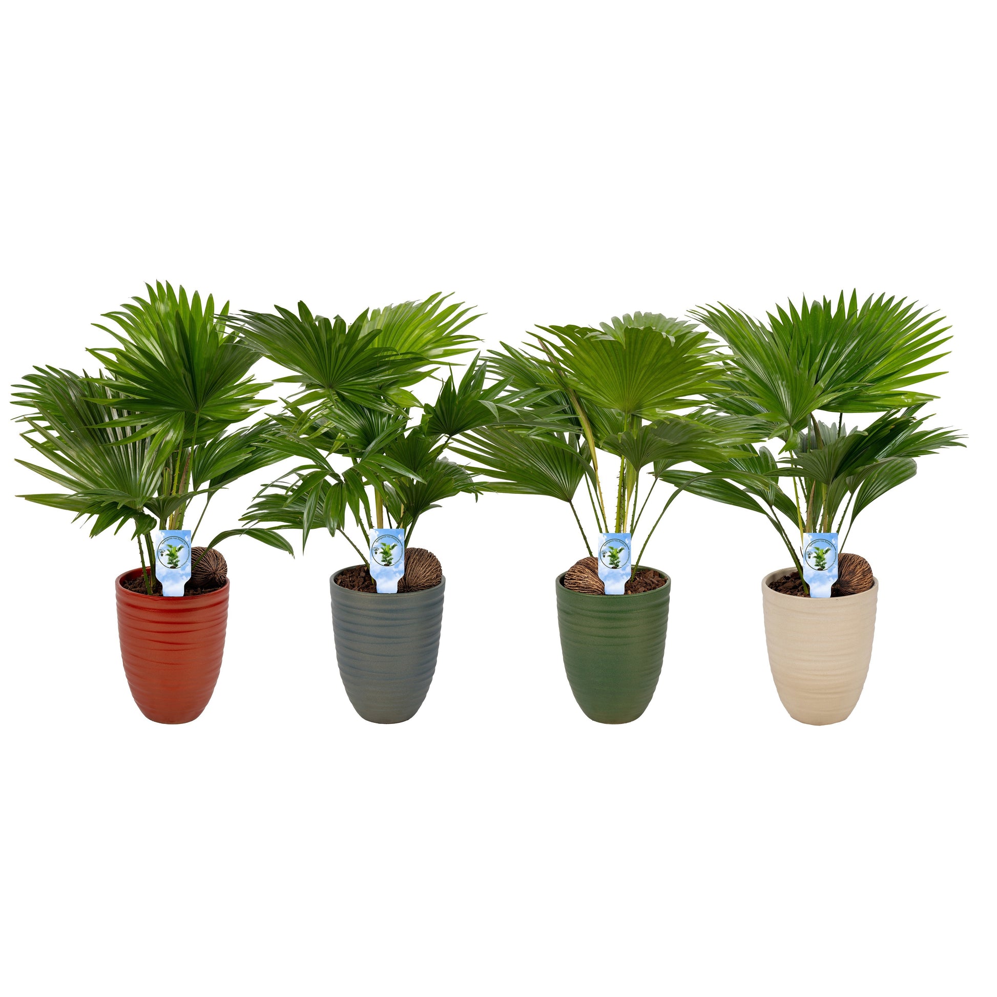 Livistona rotundifolia 50cm 14cm Pot