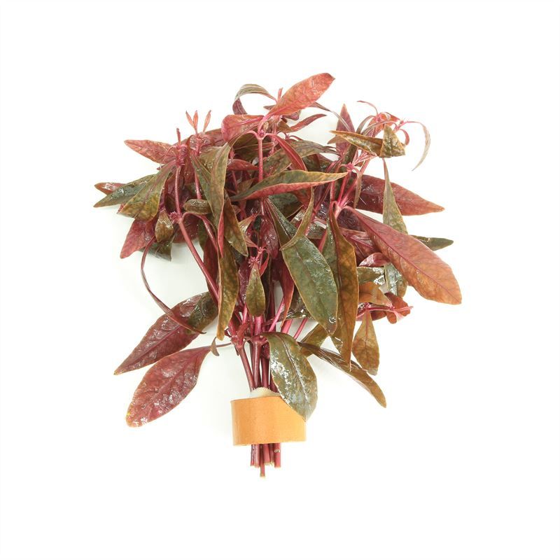 Aquarium plant mix 5cm 2cm Pot