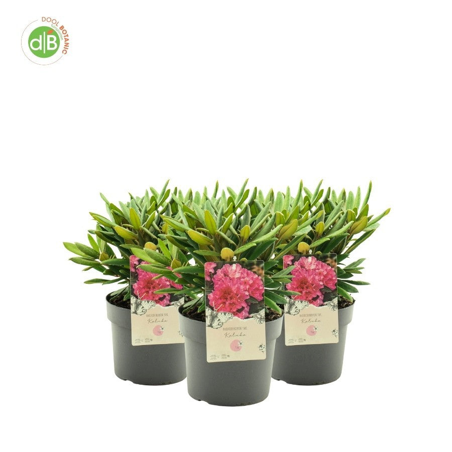 Rhododendron Kalinka 30cm 19cm Pot