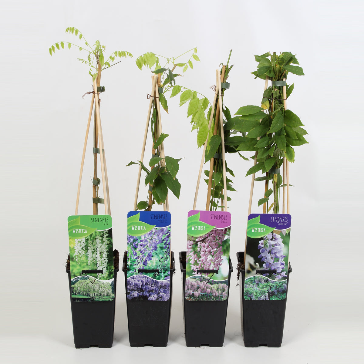 Wisteria mix 60cm 14cm Pot