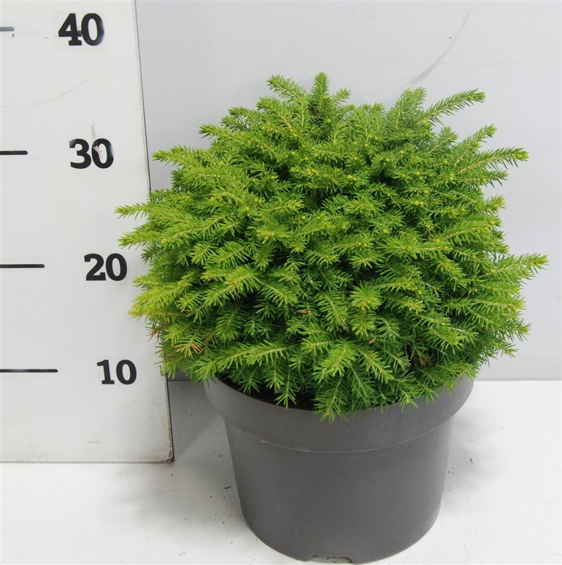 Picea ab. Little Gem 50cm 23cm Pot