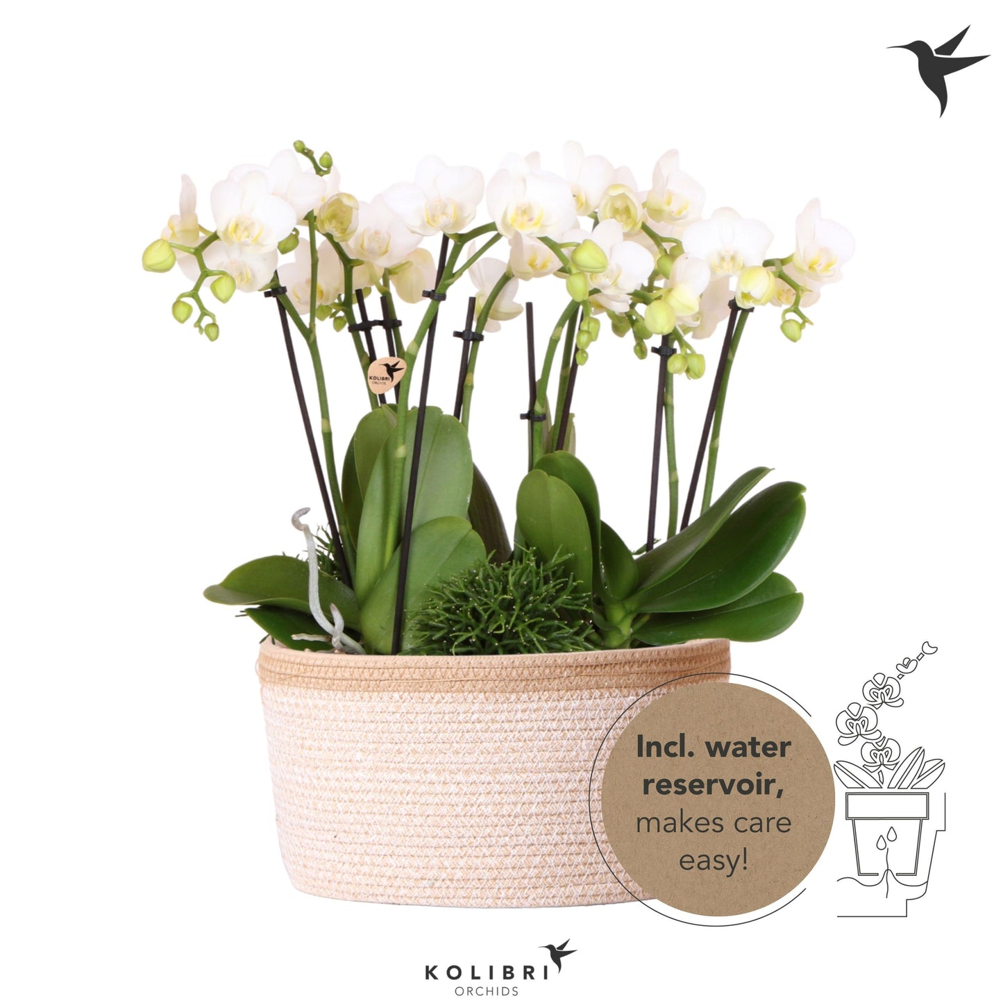 OK Plant Kolibri Orchids Phalaenopsis Jungle Bouquet white 6 spike in Basket white with watering system Pack of 2