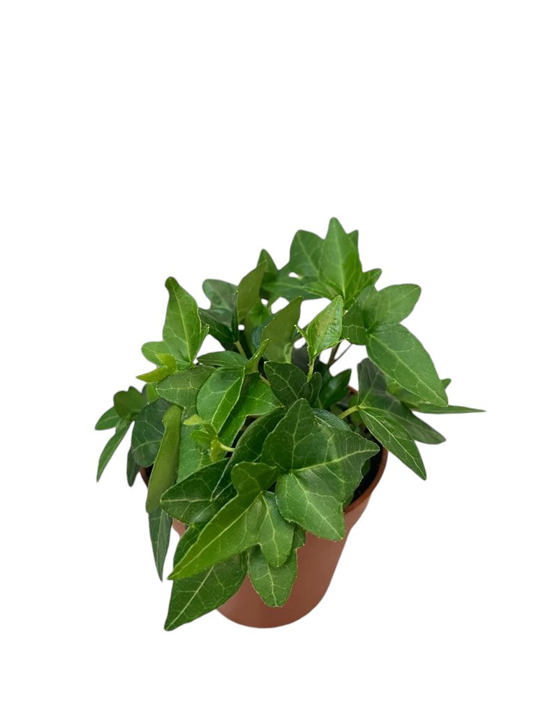 Hedera helix Shamrock 9cm Pot