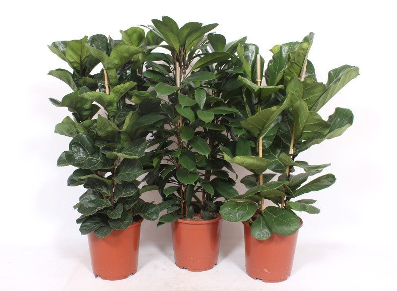 Ficus mix 120cm 27cm Pot