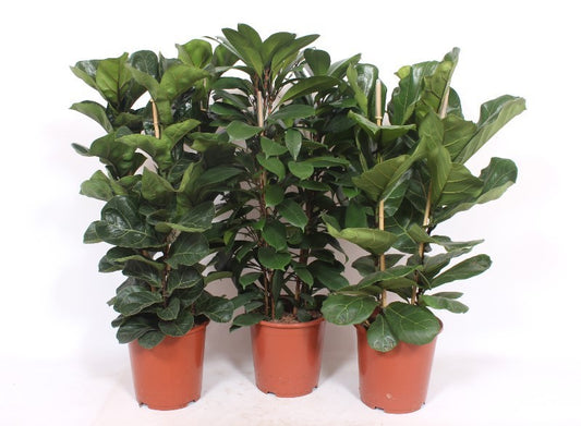 Ficus mix 120cm 27cm Pot