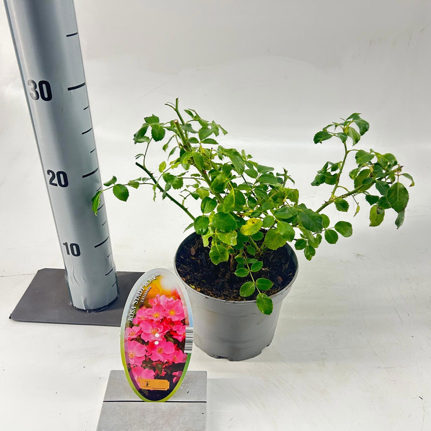 Rosa Hybrid 25cm 15cm Pot