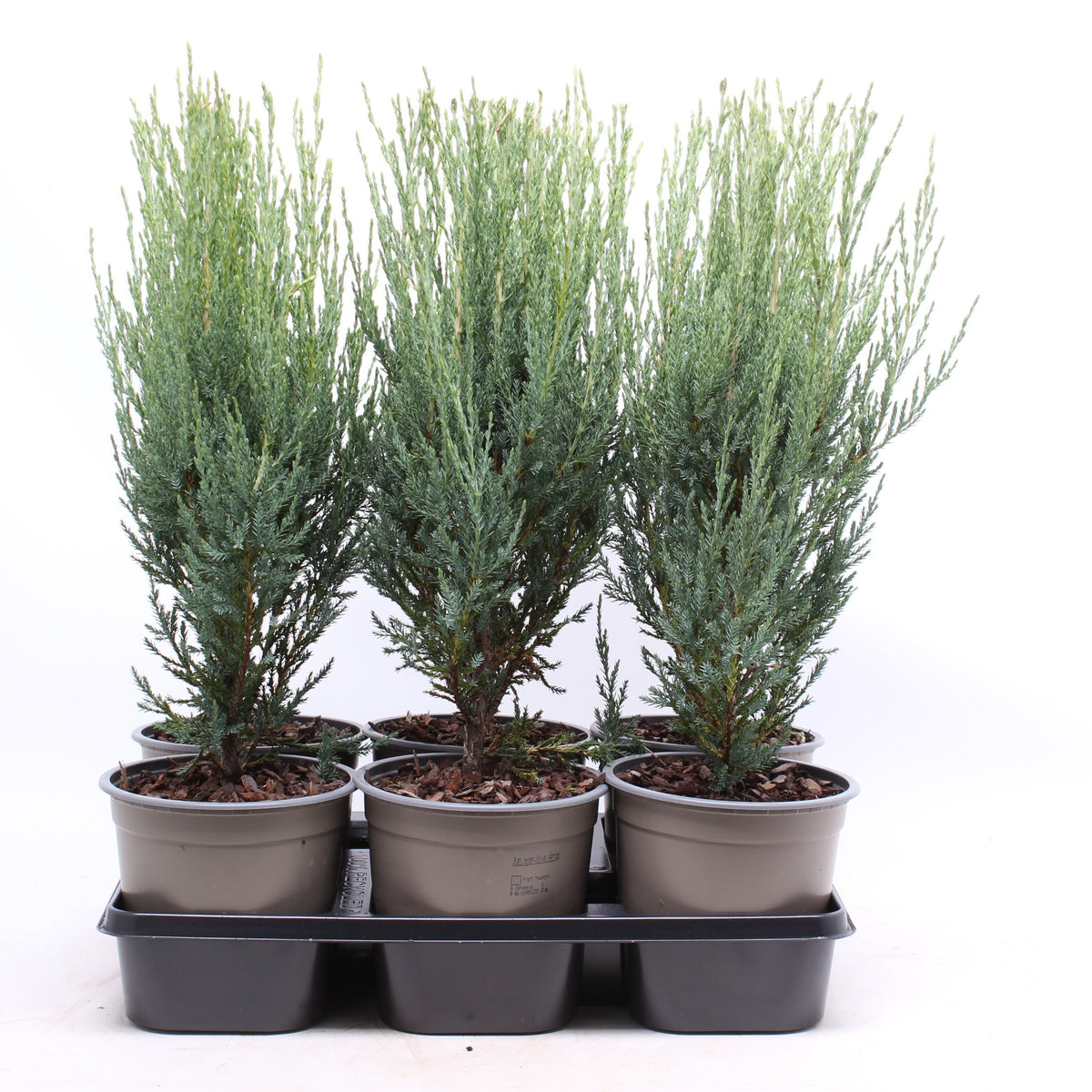 Juniperus Blue Arrow 50cm 15cm Pot