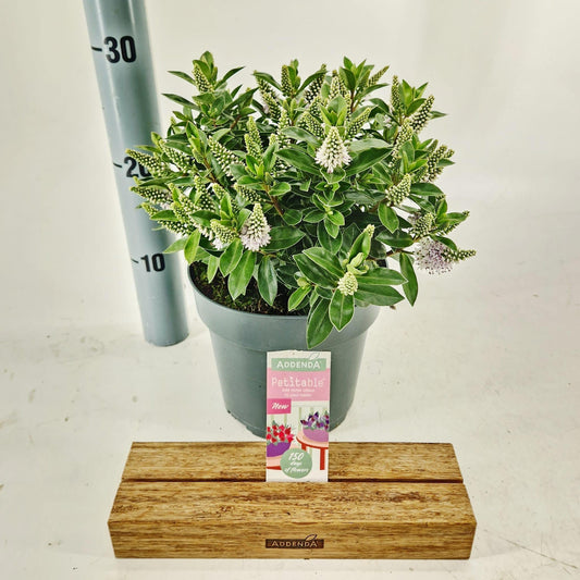 Hebe Hebedonna Jenna 30cm 17cm Pot