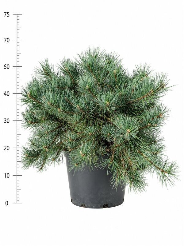 Pinus hybrid 60cm 38cm Pot