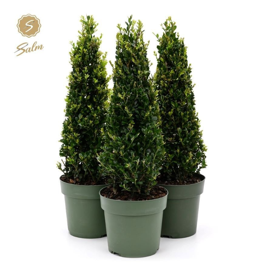 Ilex crenata Jenny 55cm 17cm Pot