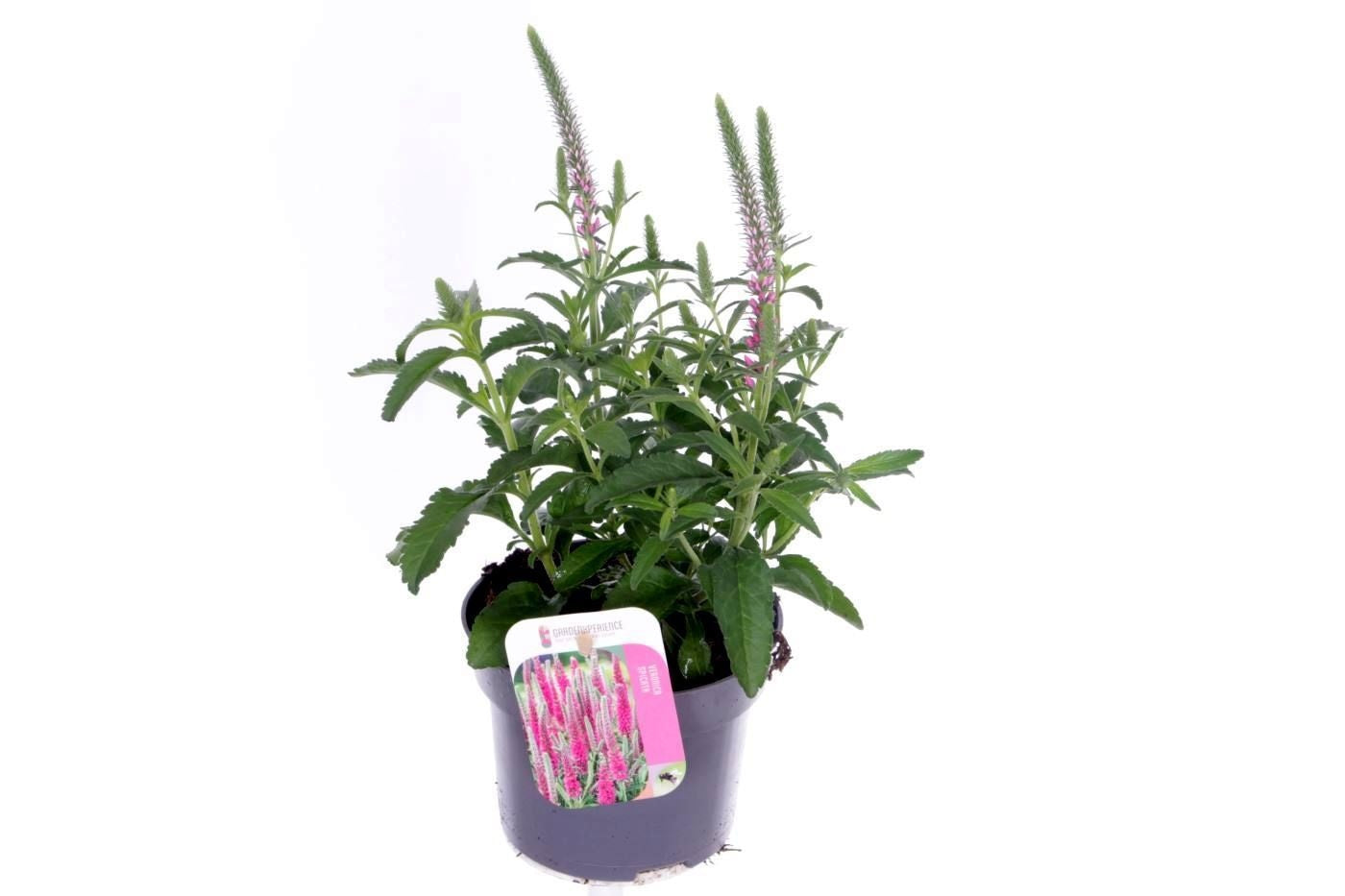 Veronica spicata 35cm 13cm Pot