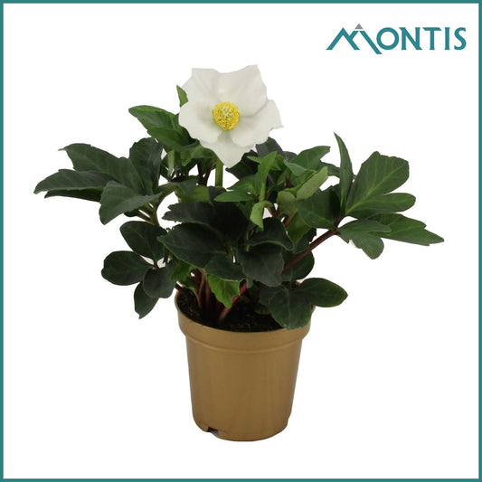 Helleborus niger Christmas Carol 18cm 9cm Pot