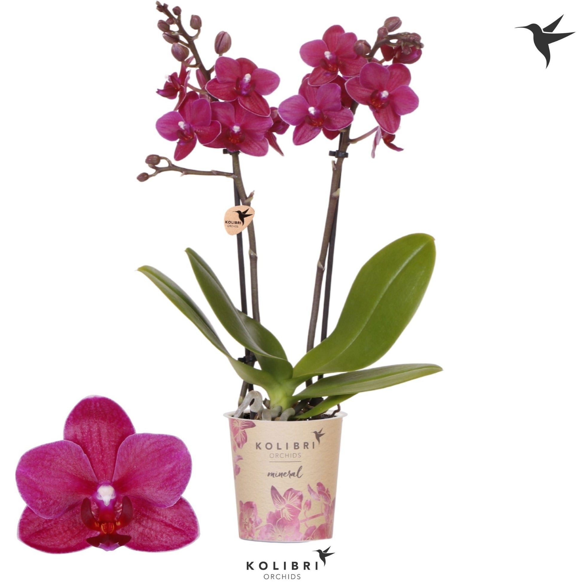 OK Plant Phalaenopsis Brasil Pack of 12